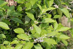 American beautyberry